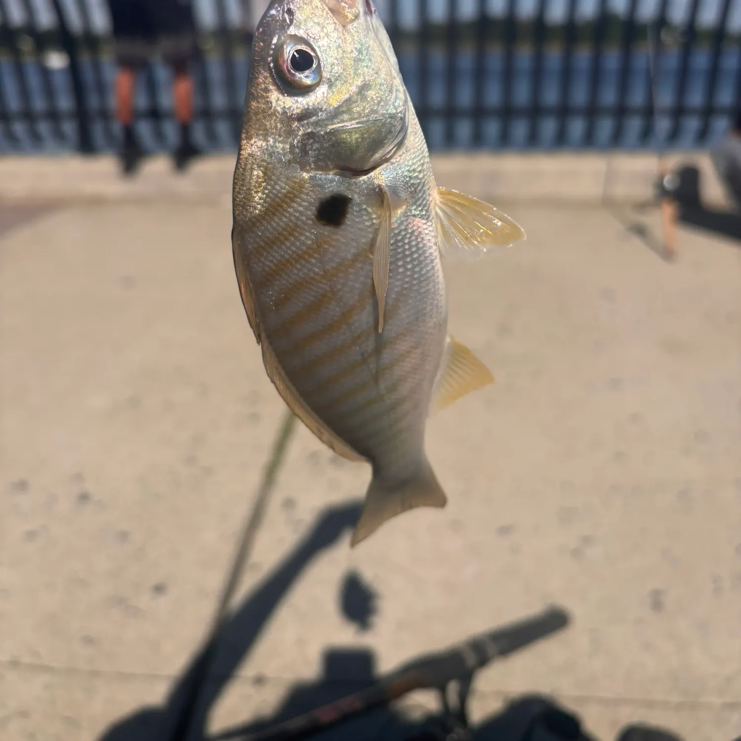 Spot croaker caught on Fishbrain
