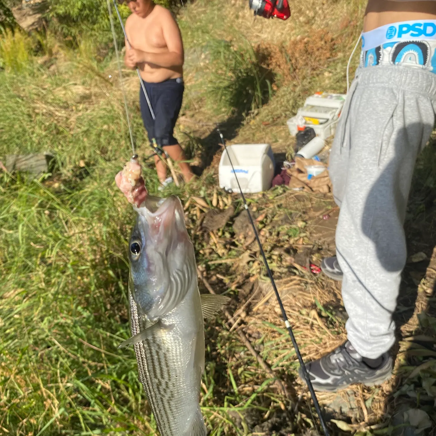 Striped bass caught on Fishbrain