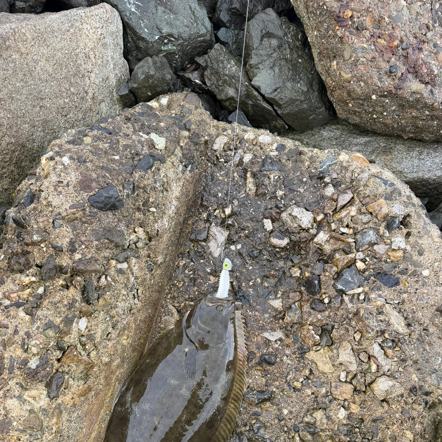 The most recent California halibut catches on Fishbrain