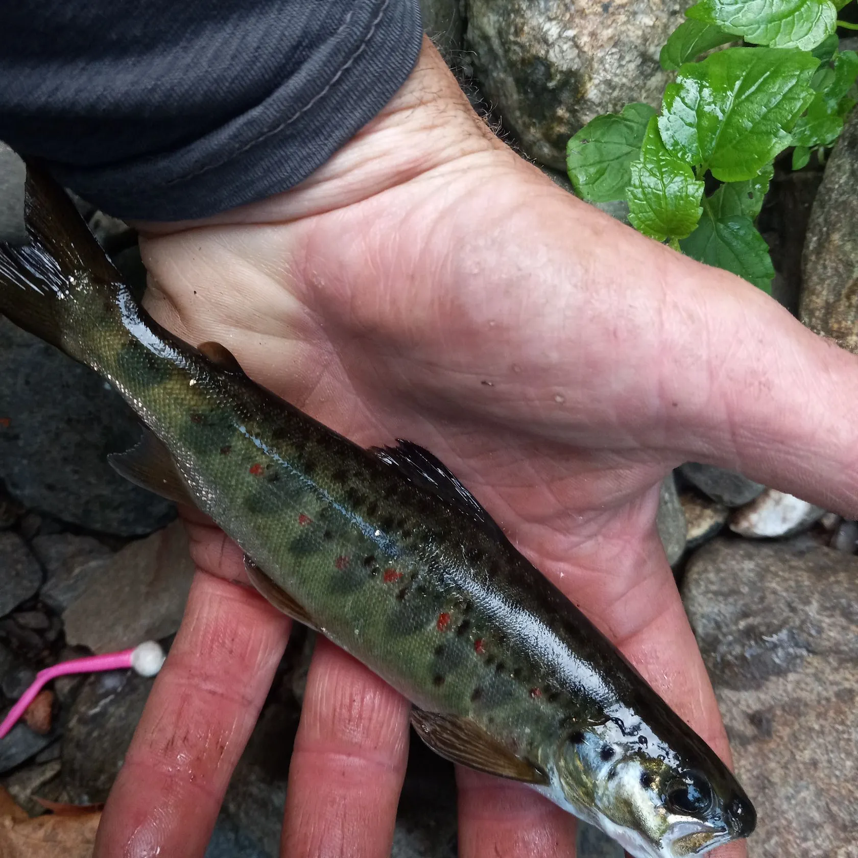 The most recent Atlantic salmon catches on Fishbrain