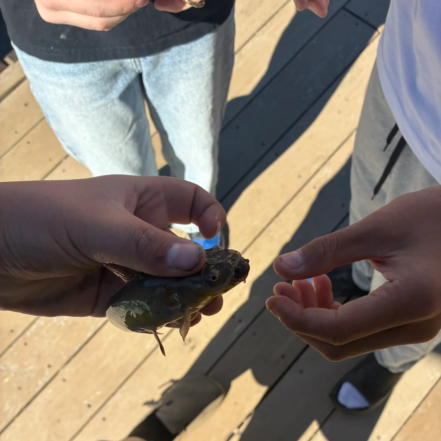 Fish caught on Fishbrain