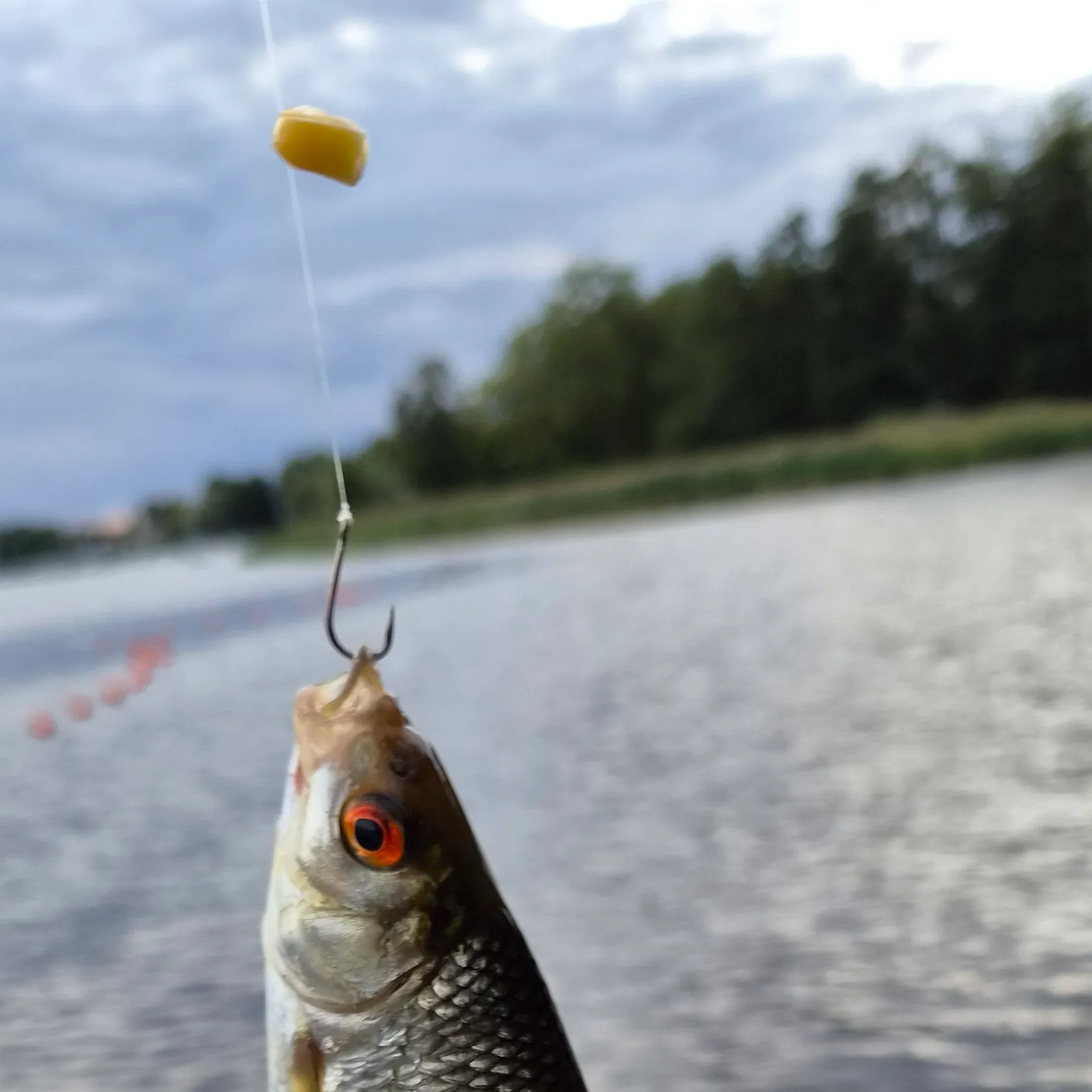 Common roach caught on Fishbrain