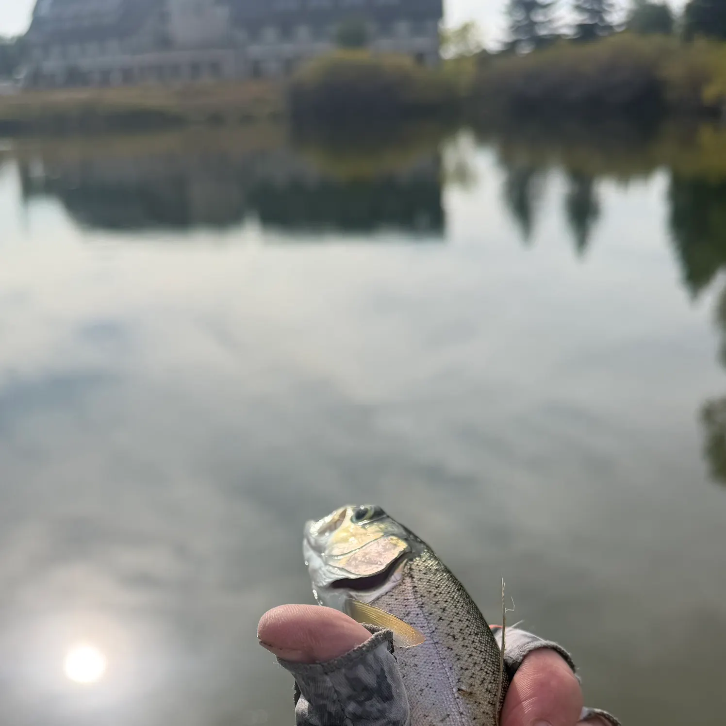 Rainbow trout caught on Fishbrain