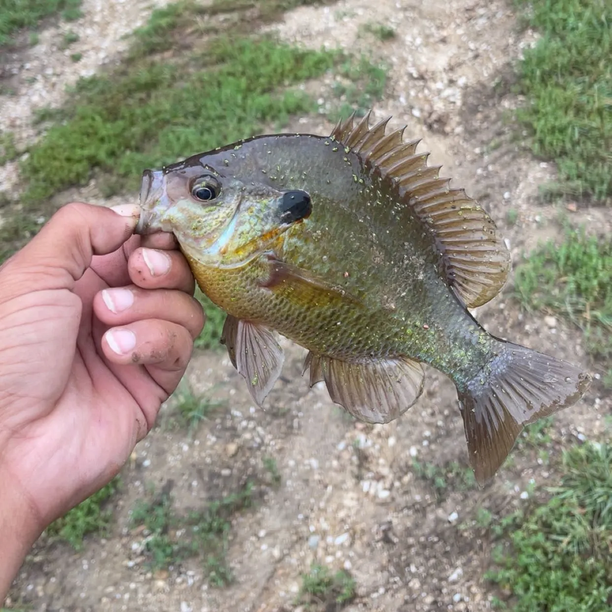 Redear sunfish caught on Fishbrain