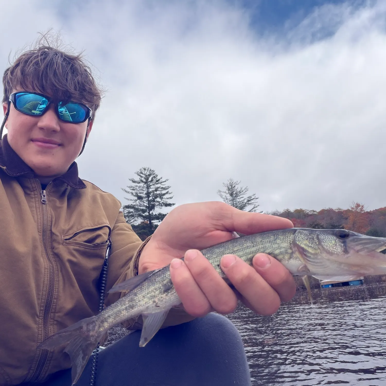 Chain pickerel caught on Fishbrain