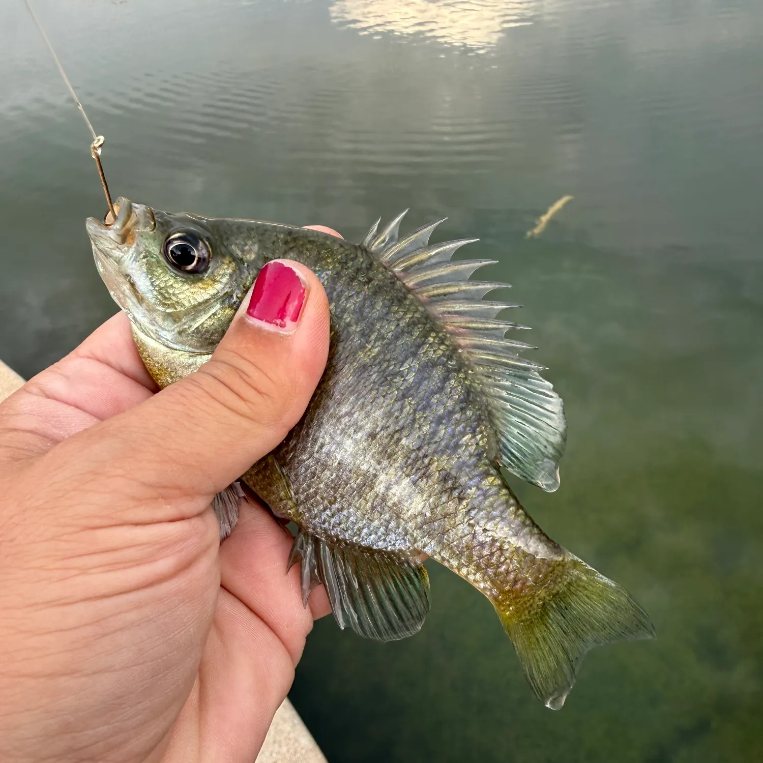 Bluegill caught on Fishbrain
