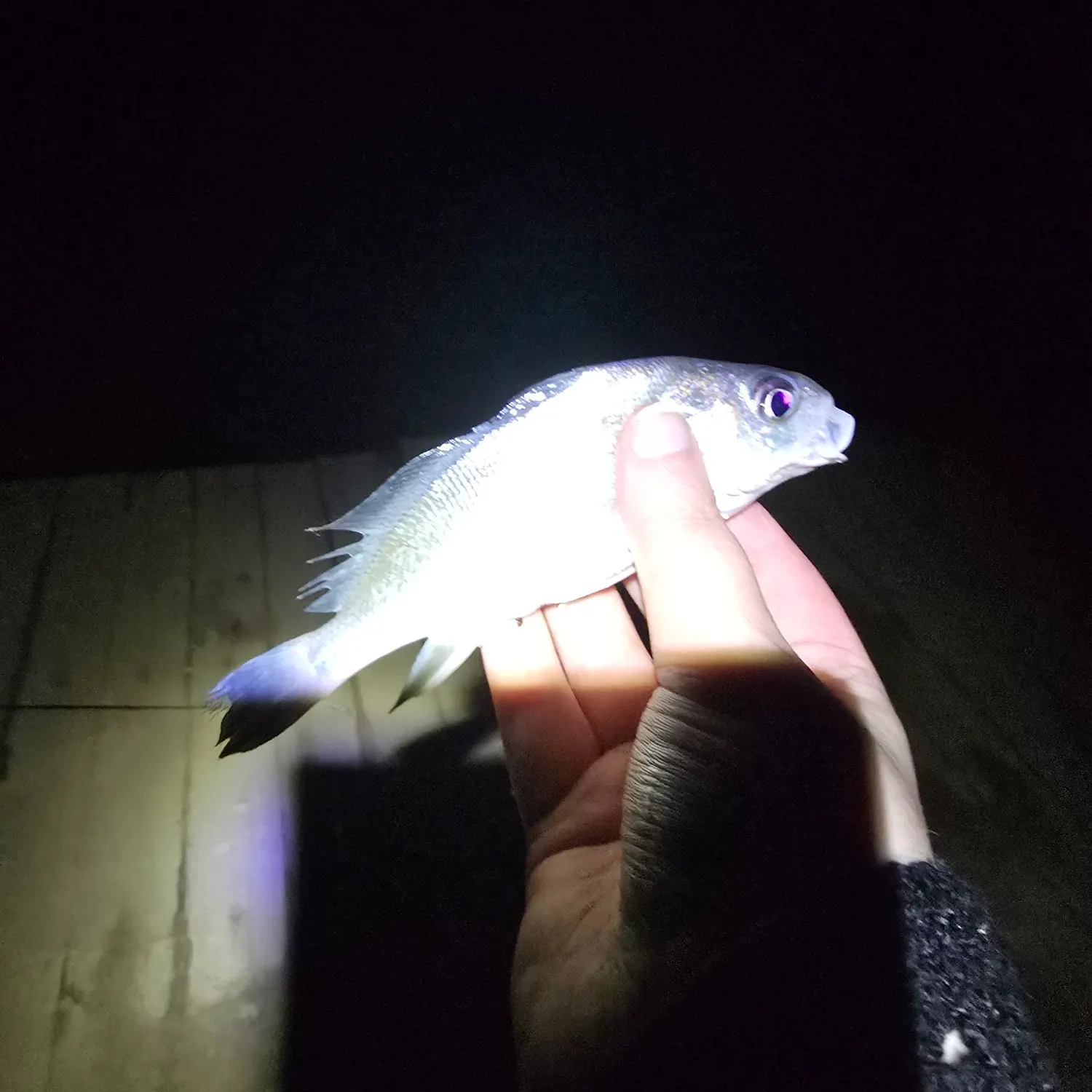 Freshwater drum caught on Fishbrain