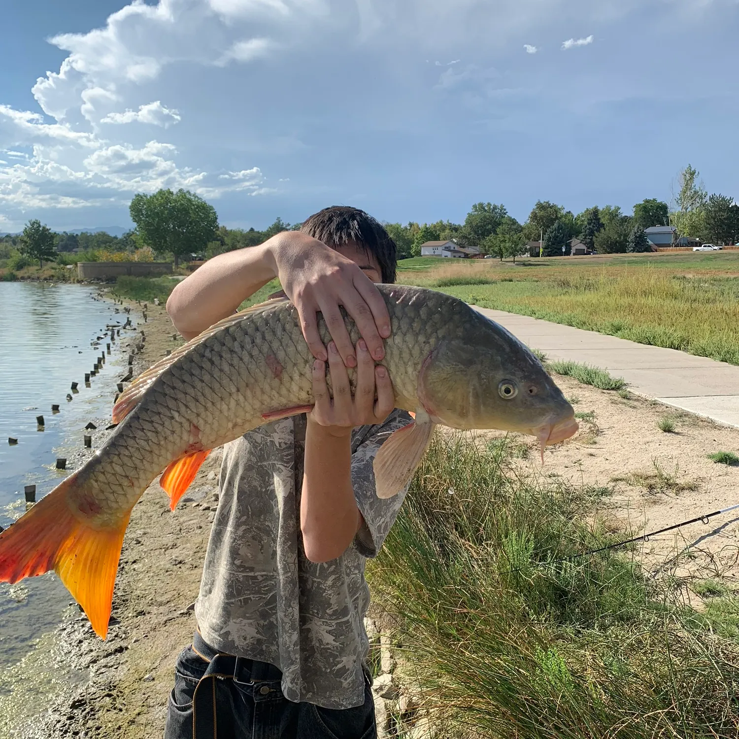 Common carp caught on Fishbrain