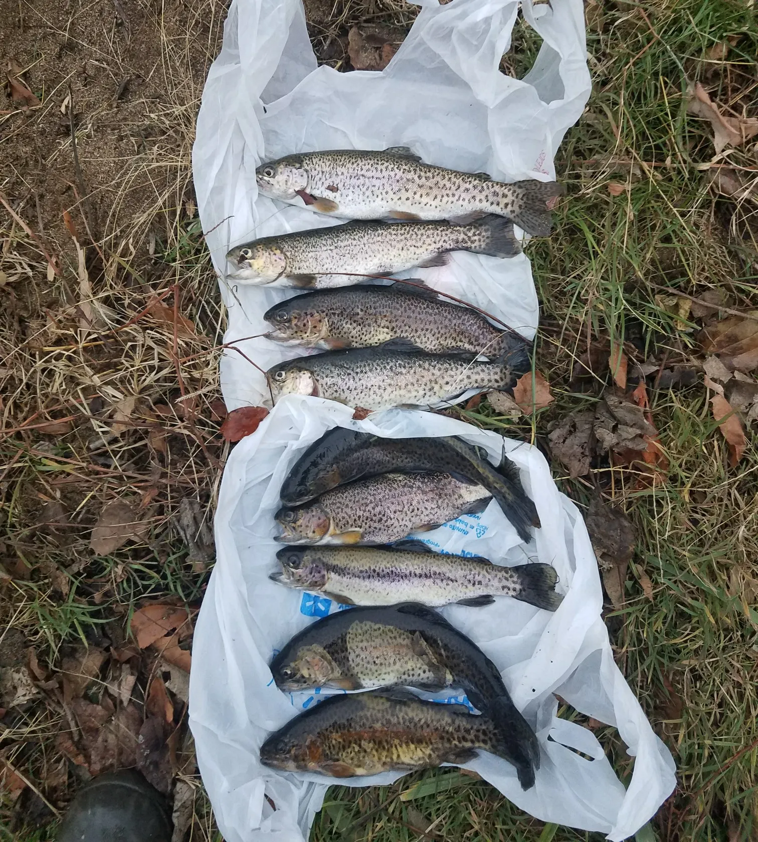 recently logged catches