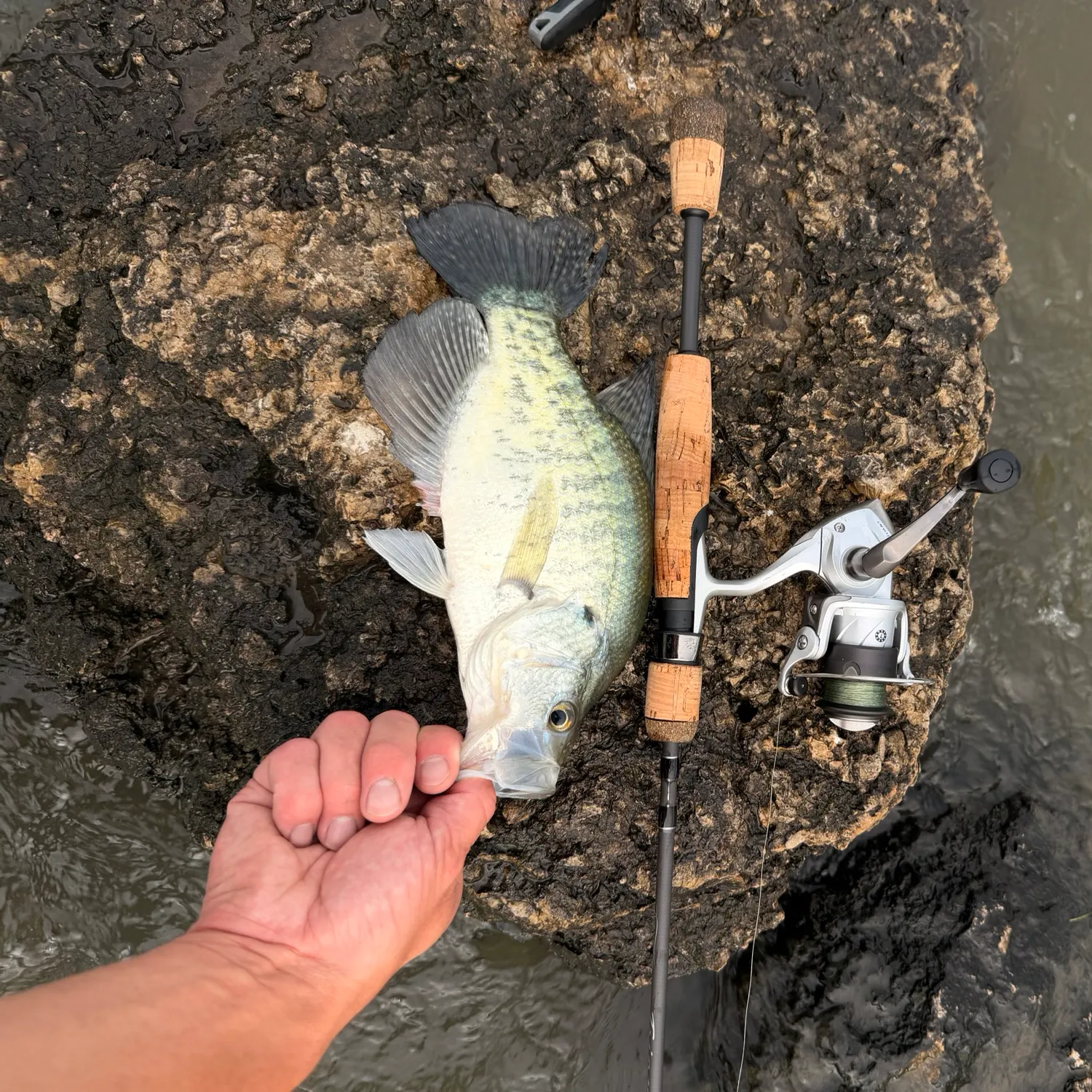 White crappie caught on Fishbrain