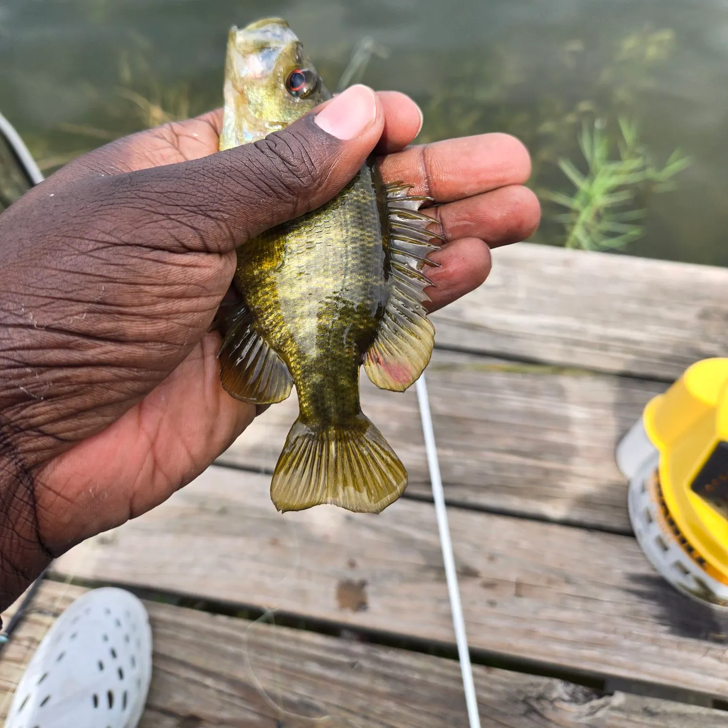 Rock bass caught on Fishbrain