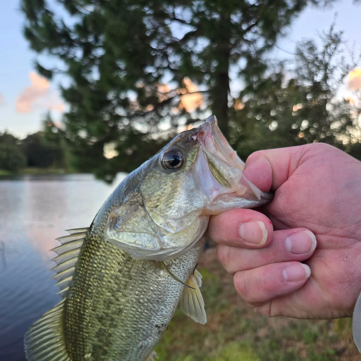 Largemouth bass caught on Fishbrain