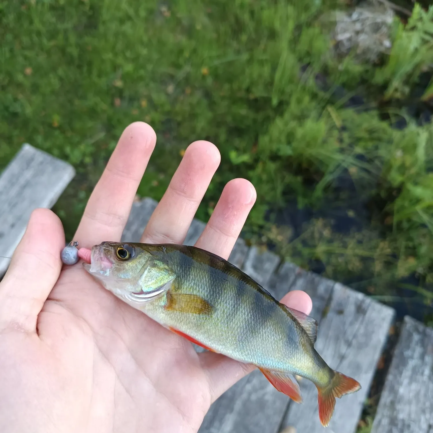 European perch caught on Fishbrain