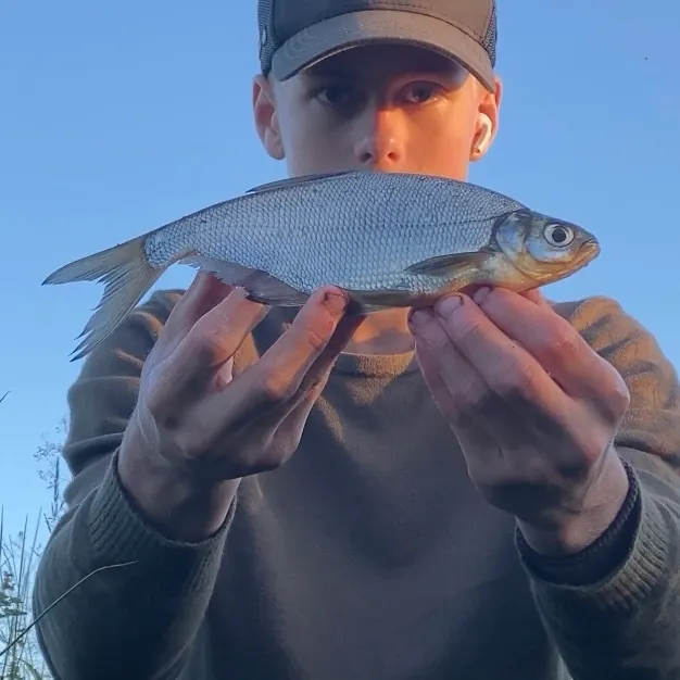 The most recent Zope catches on Fishbrain