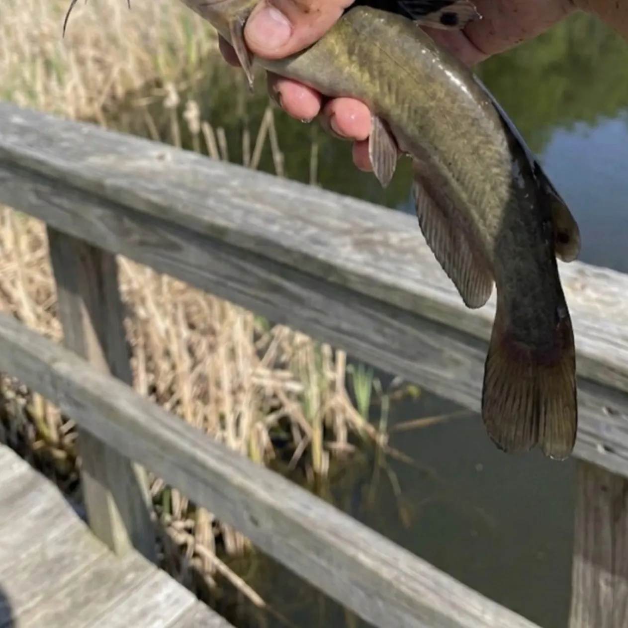 The most recent Stonecat catches on Fishbrain