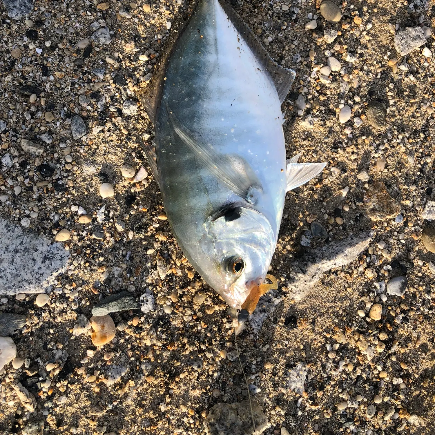 The most recent White trevally catches on Fishbrain
