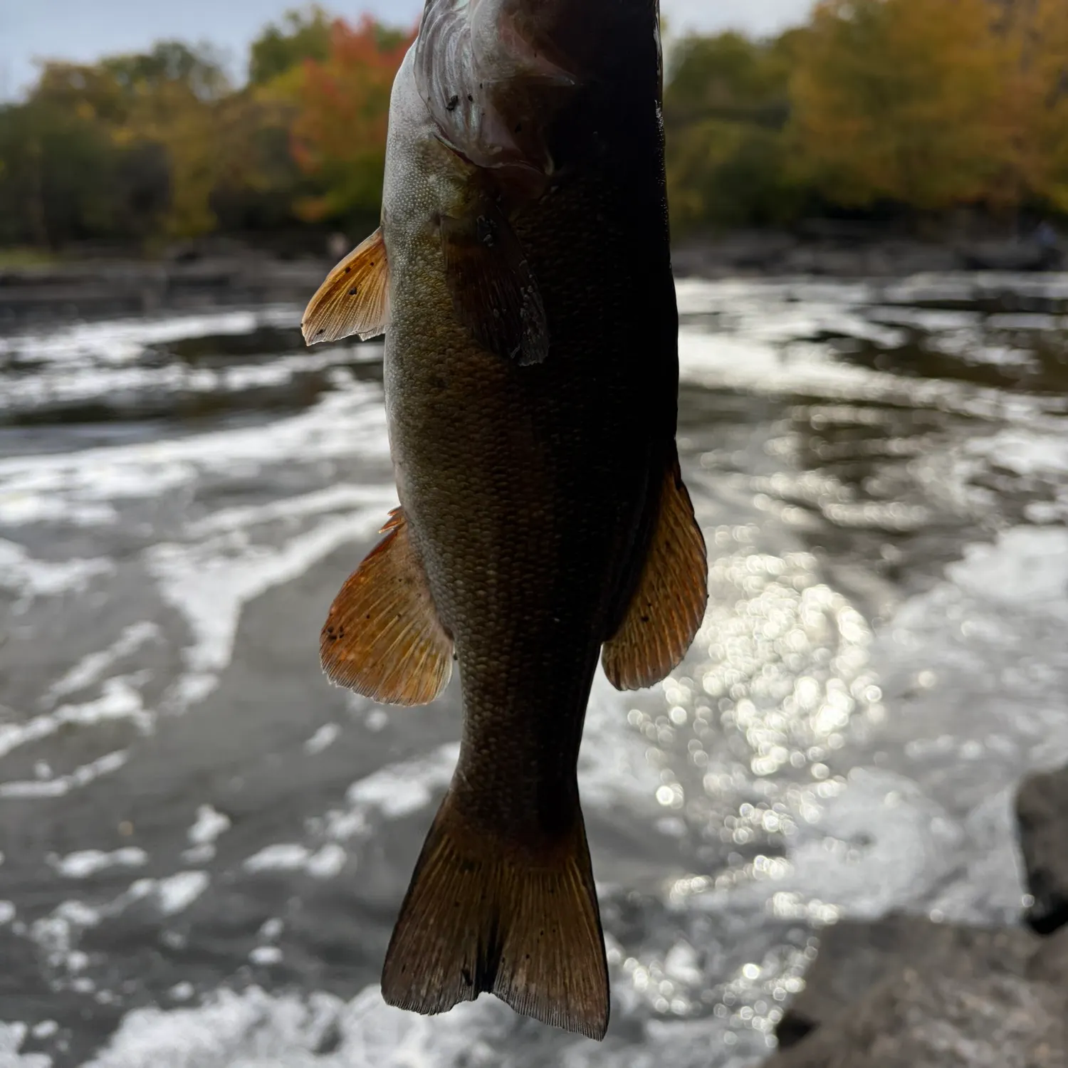 Smallmouth bass caught on Fishbrain