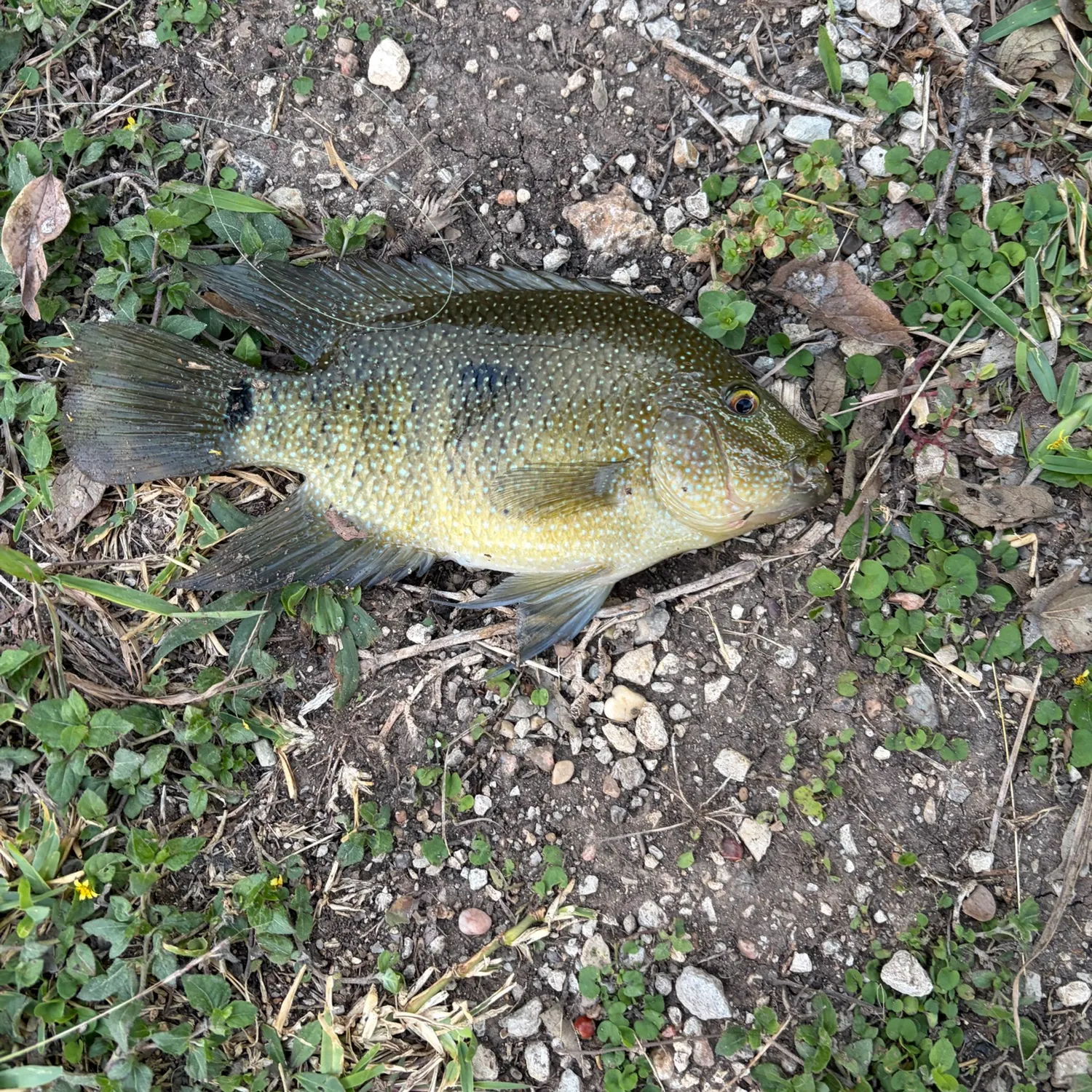 The most recent Rio Grande cichlid catches on Fishbrain