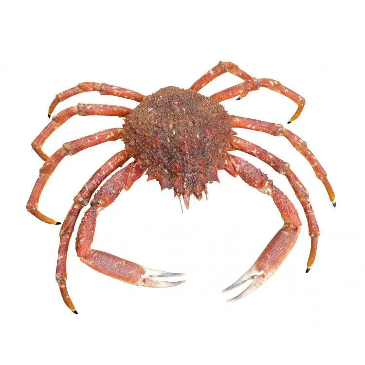 The most recent European spider crab catches on Fishbrain