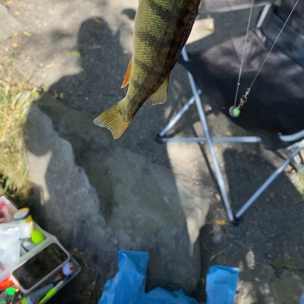 Yellow perch caught on Fishbrain