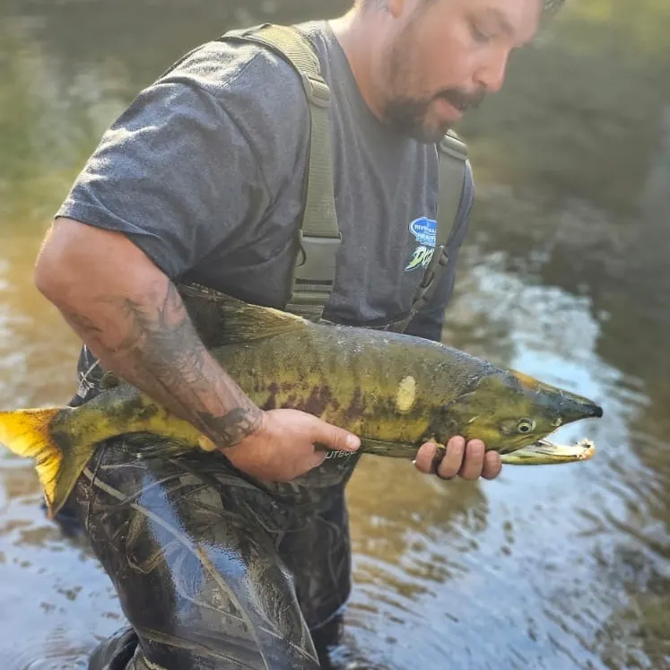 Chum salmon caught on Fishbrain
