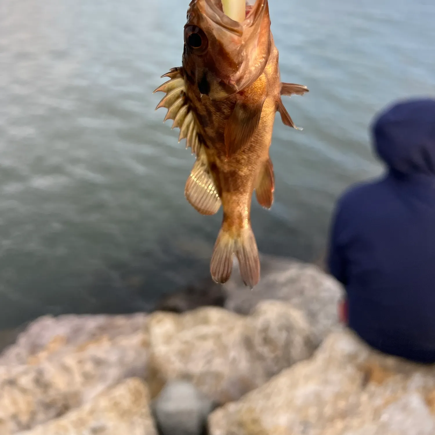 The most recent Grass rockfish catches on Fishbrain