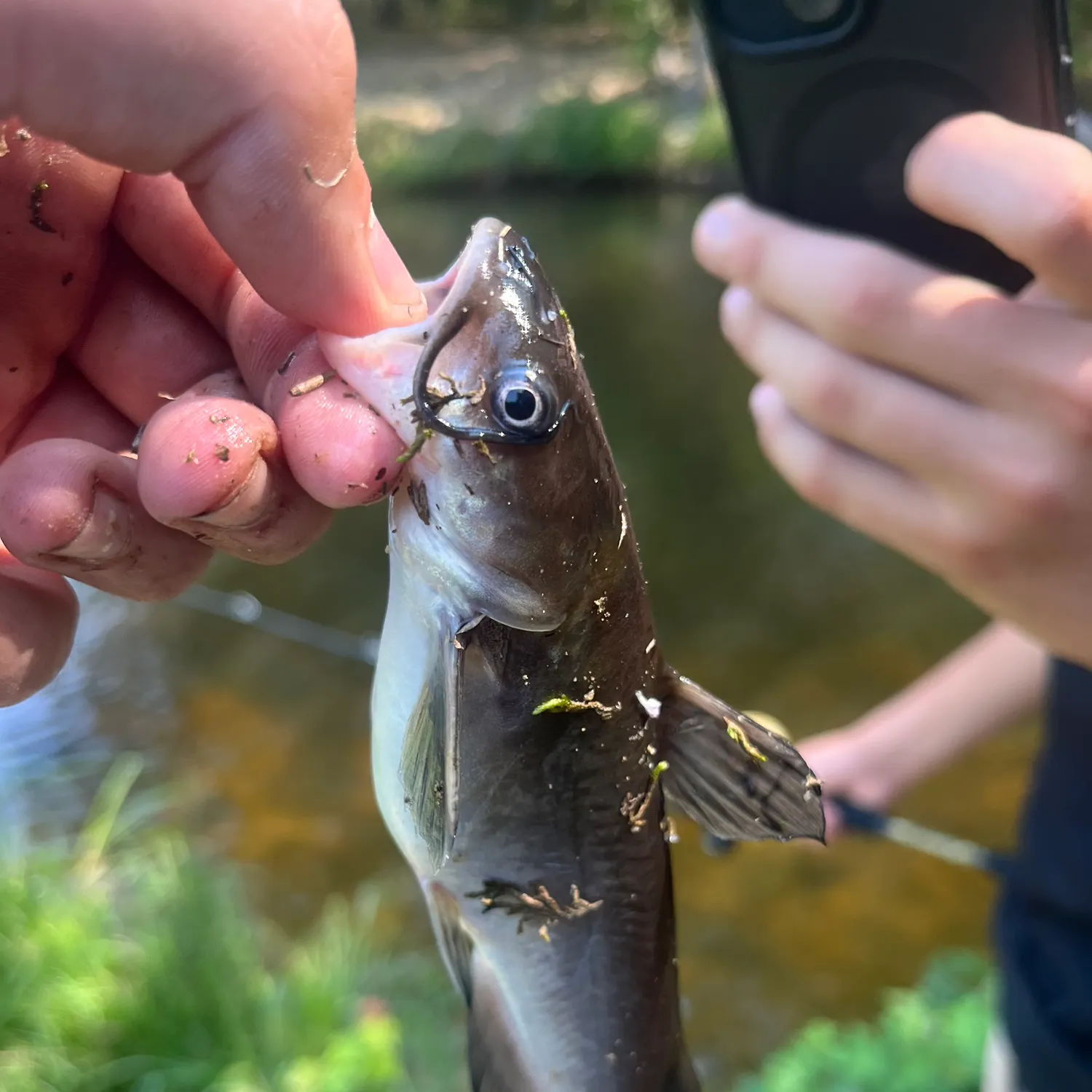 The most recent White bullhead catches on Fishbrain