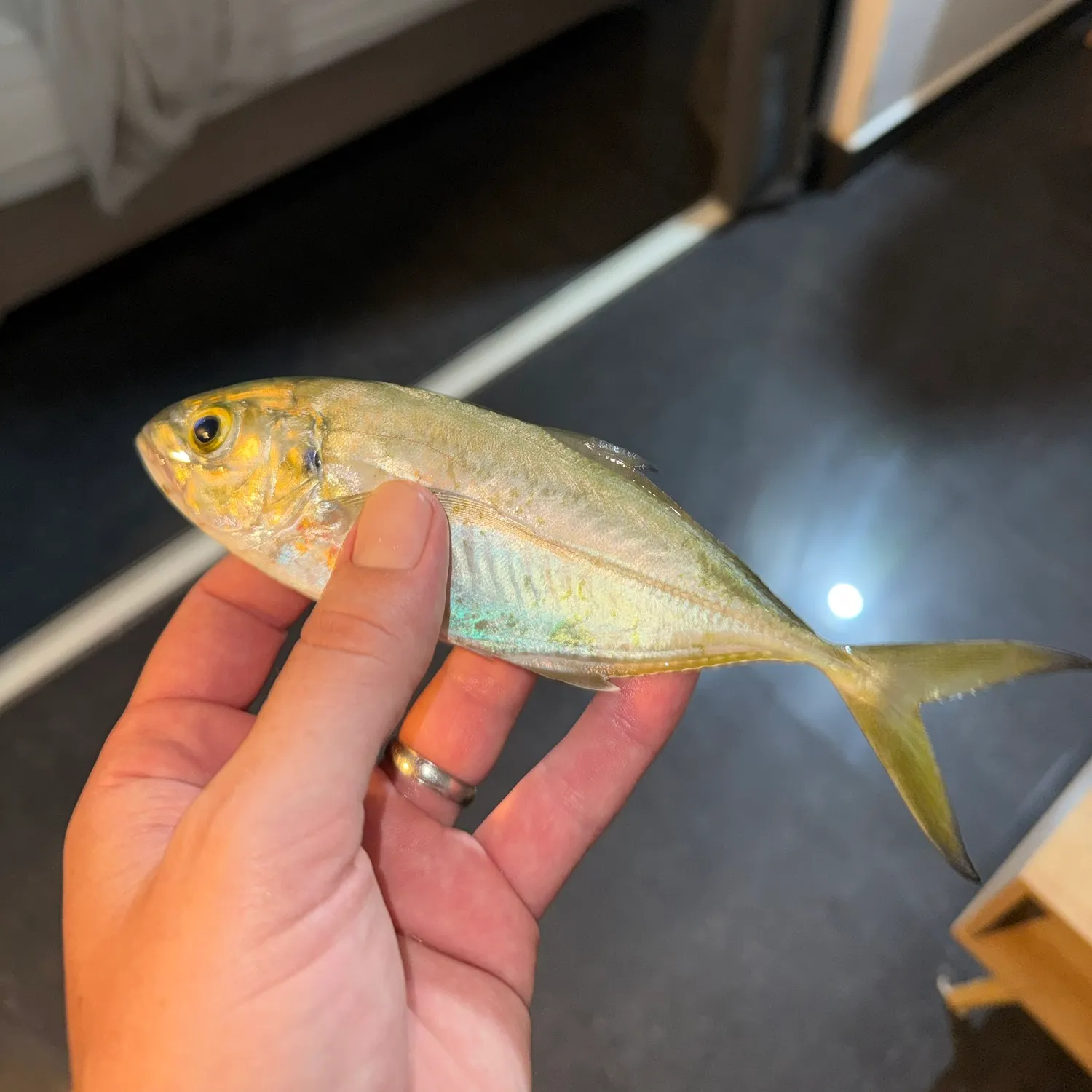 The most recent Yellowtail scad catches on Fishbrain