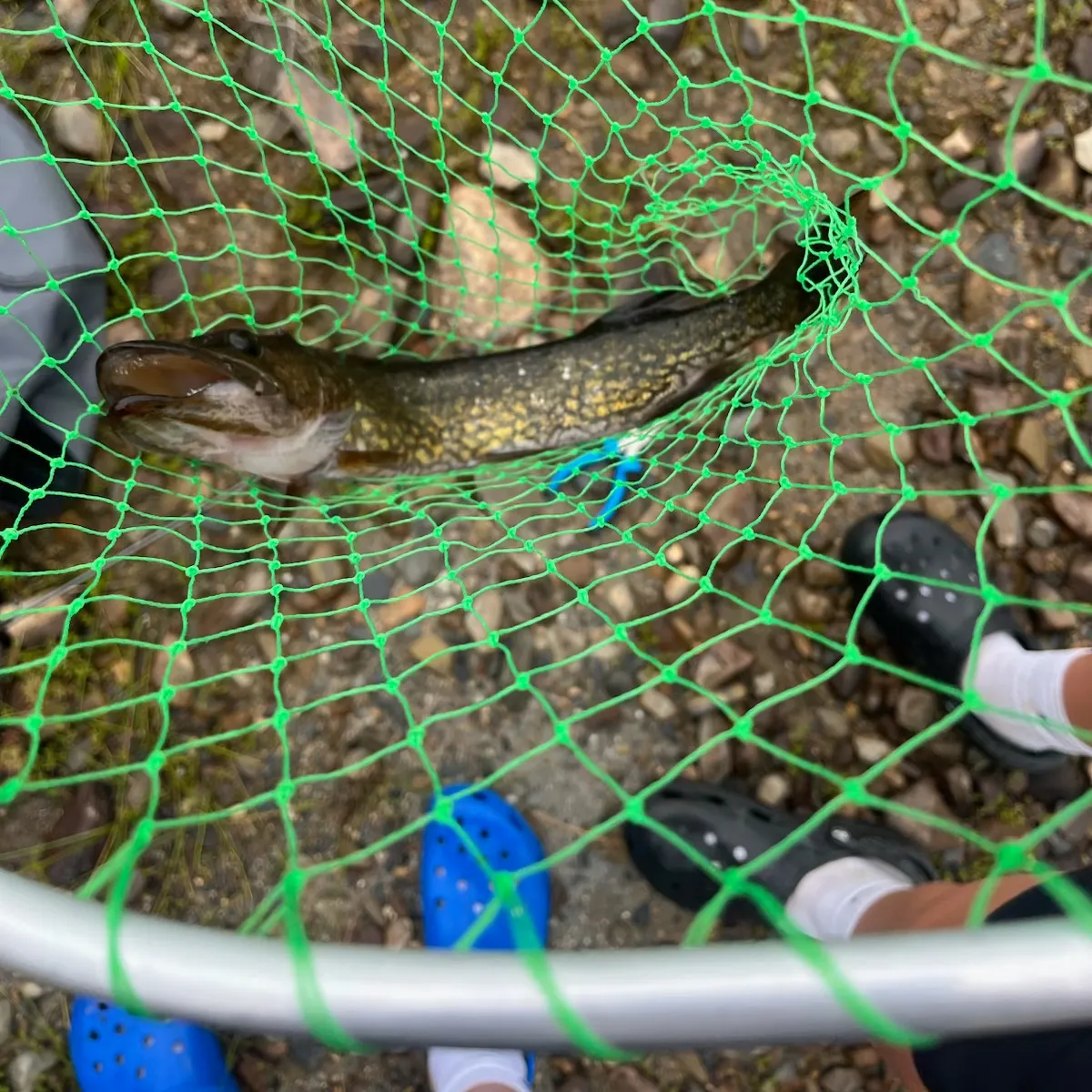 Chain pickerel caught on Fishbrain