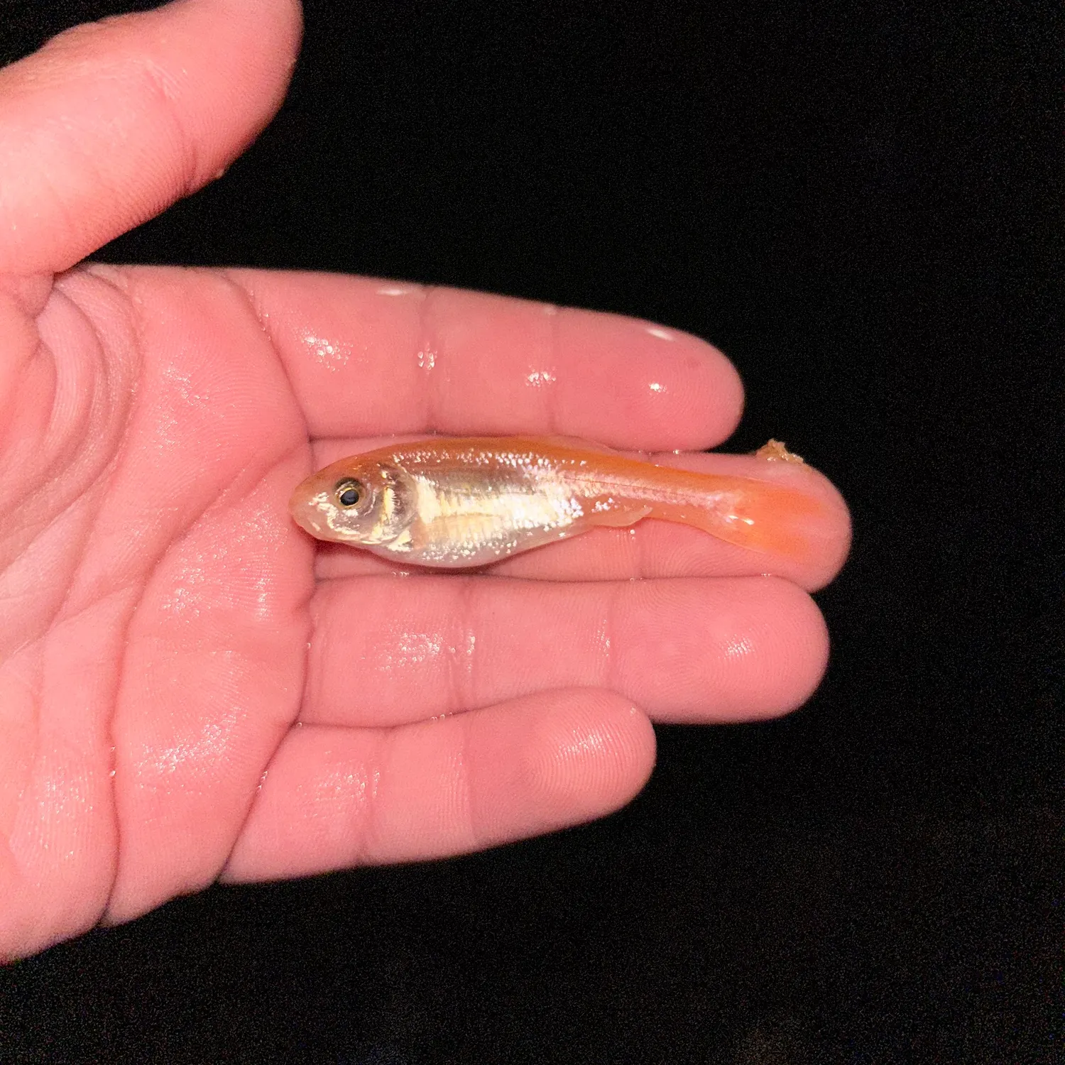 The most recent Fathead minnow catches on Fishbrain