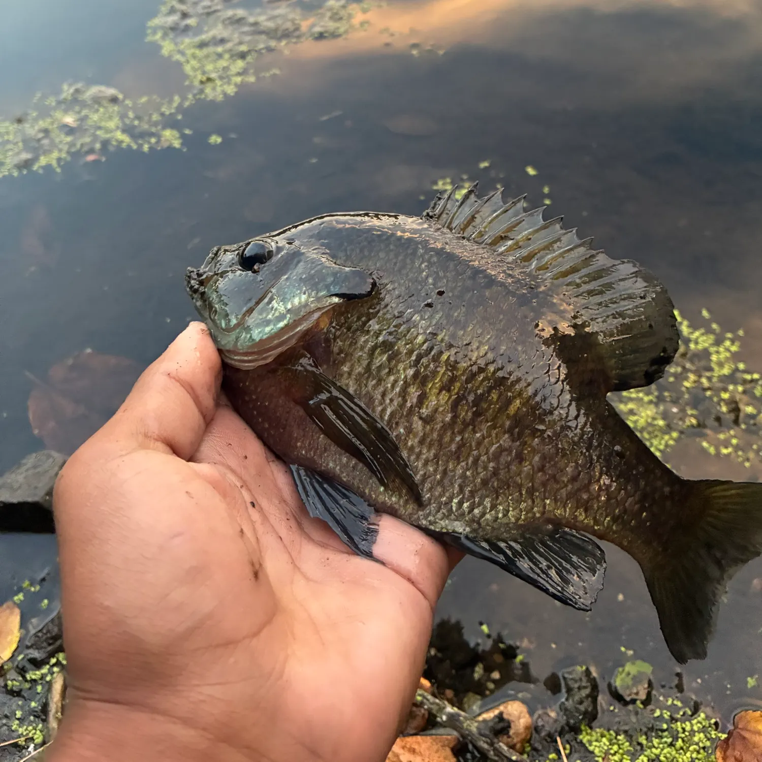 Bluegill caught on Fishbrain