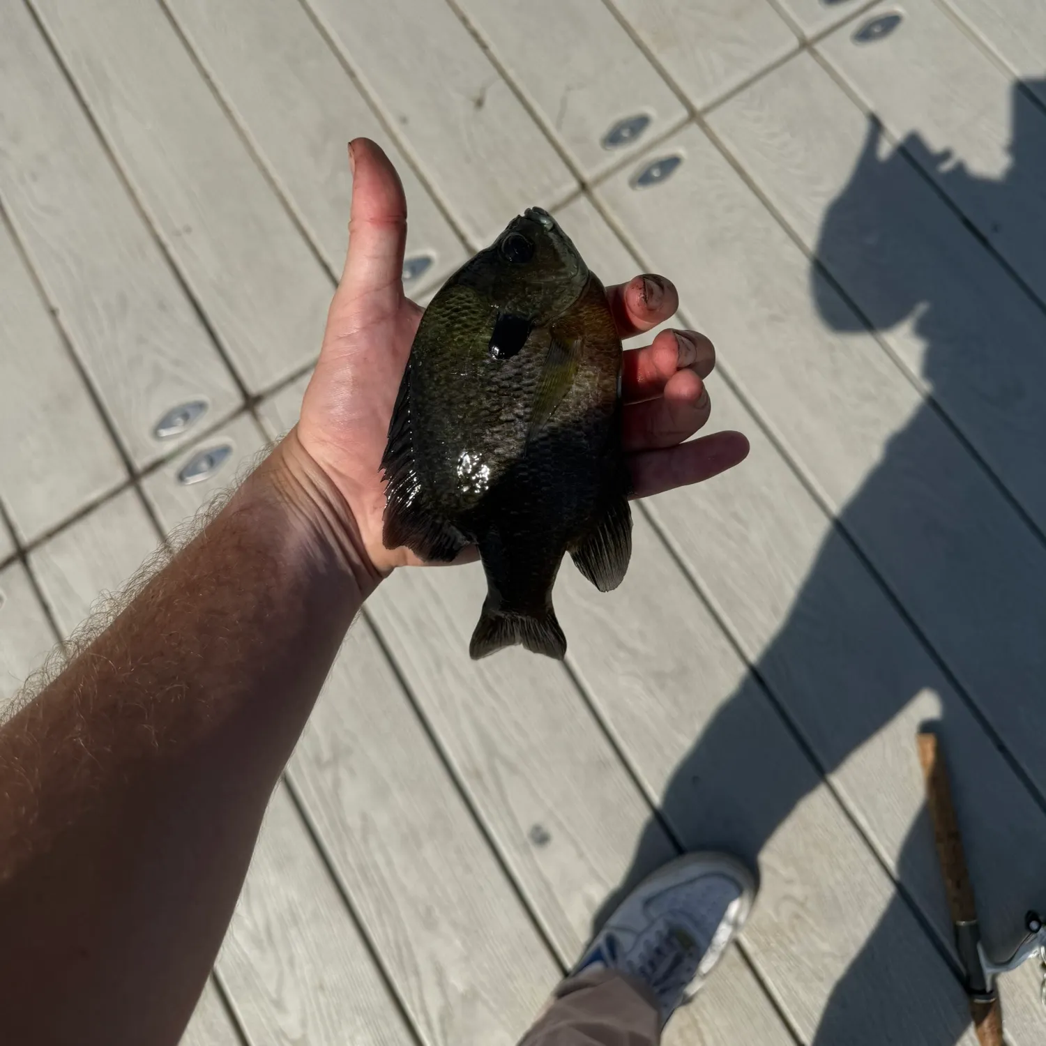 Bluegill caught on Fishbrain