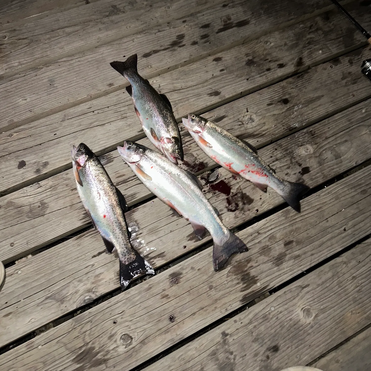 The most recent Cutbow catches on Fishbrain