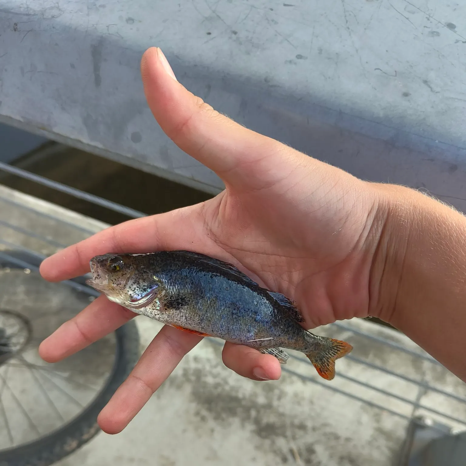 European perch caught on Fishbrain