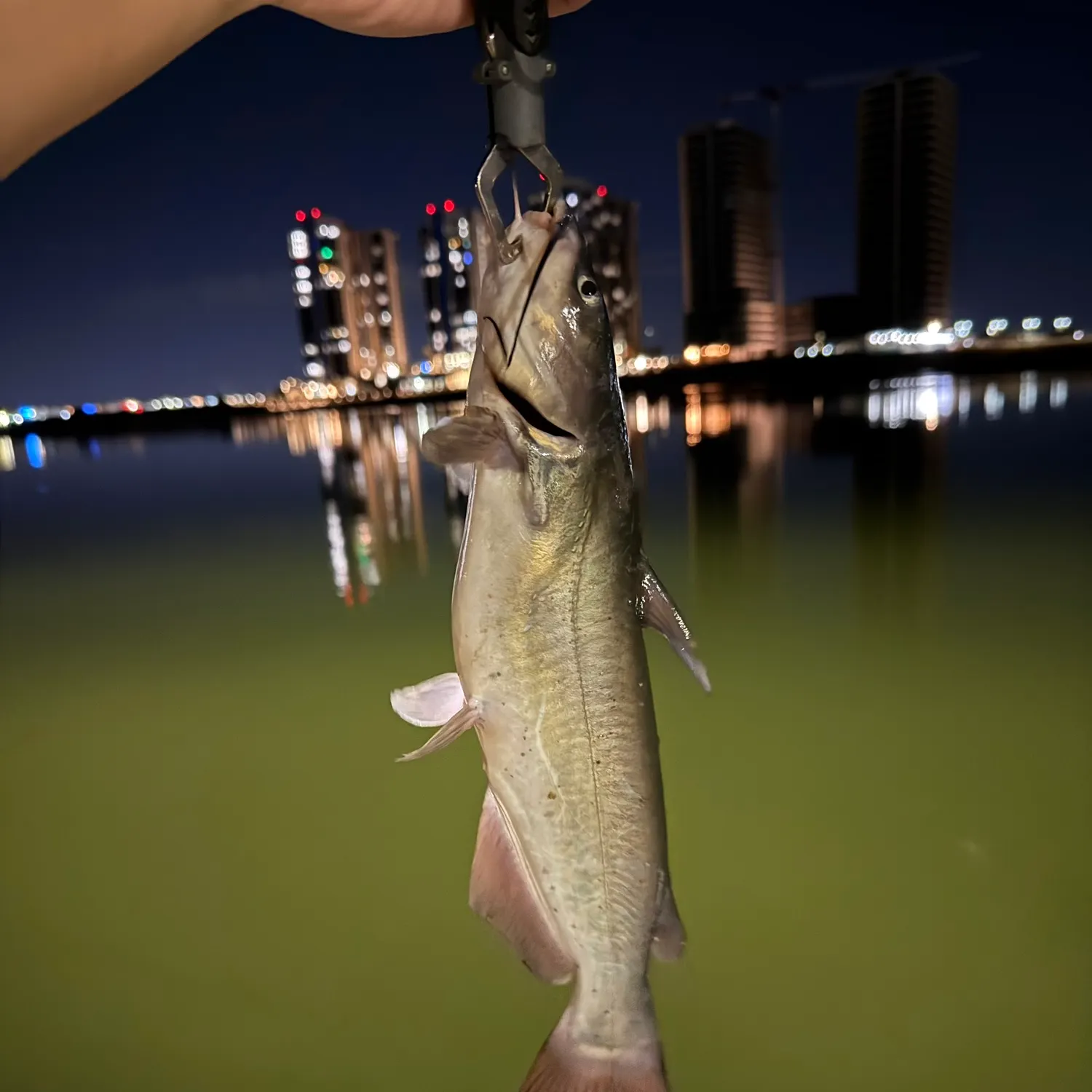 Channel catfish caught on Fishbrain