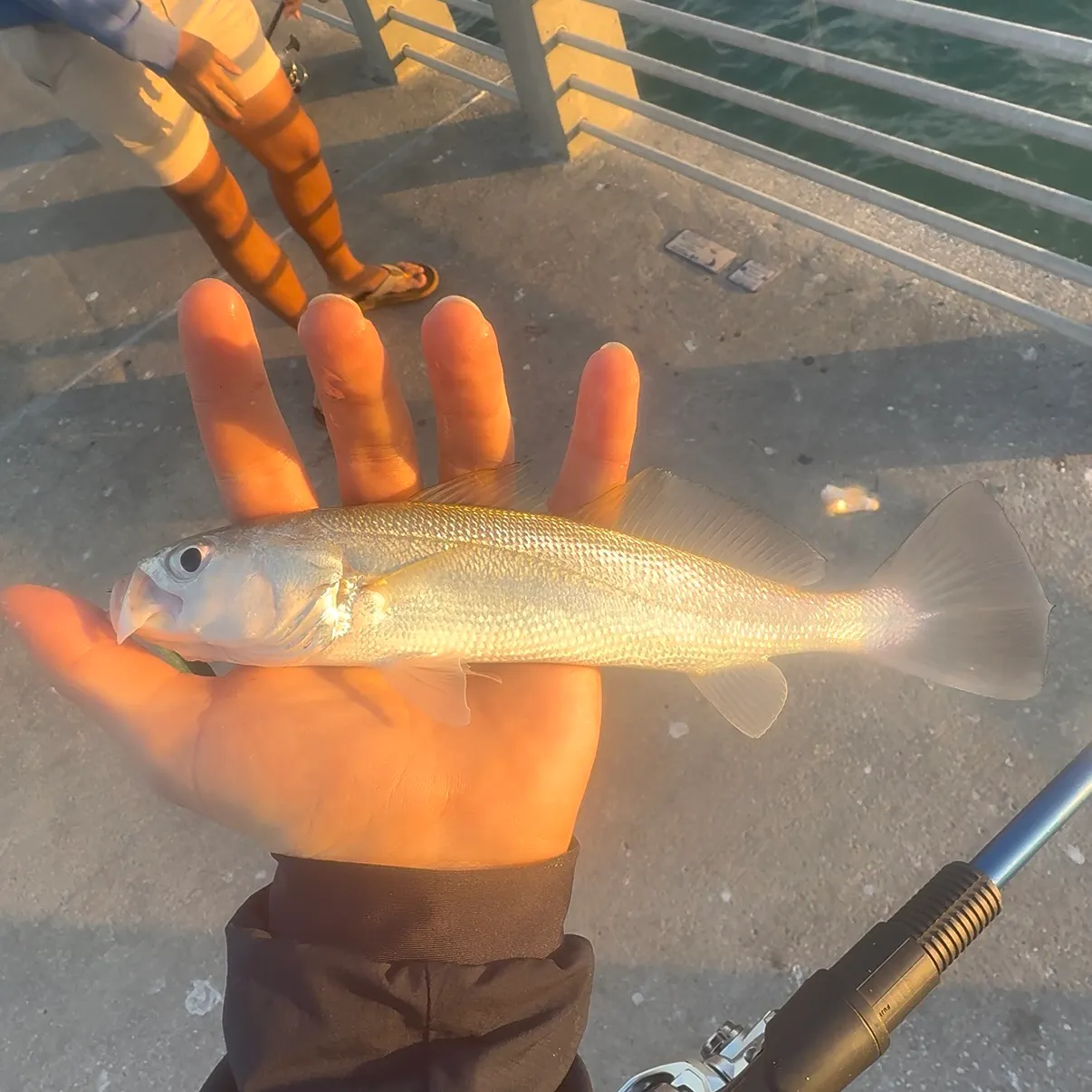 The most recent Silver seatrout catches on Fishbrain