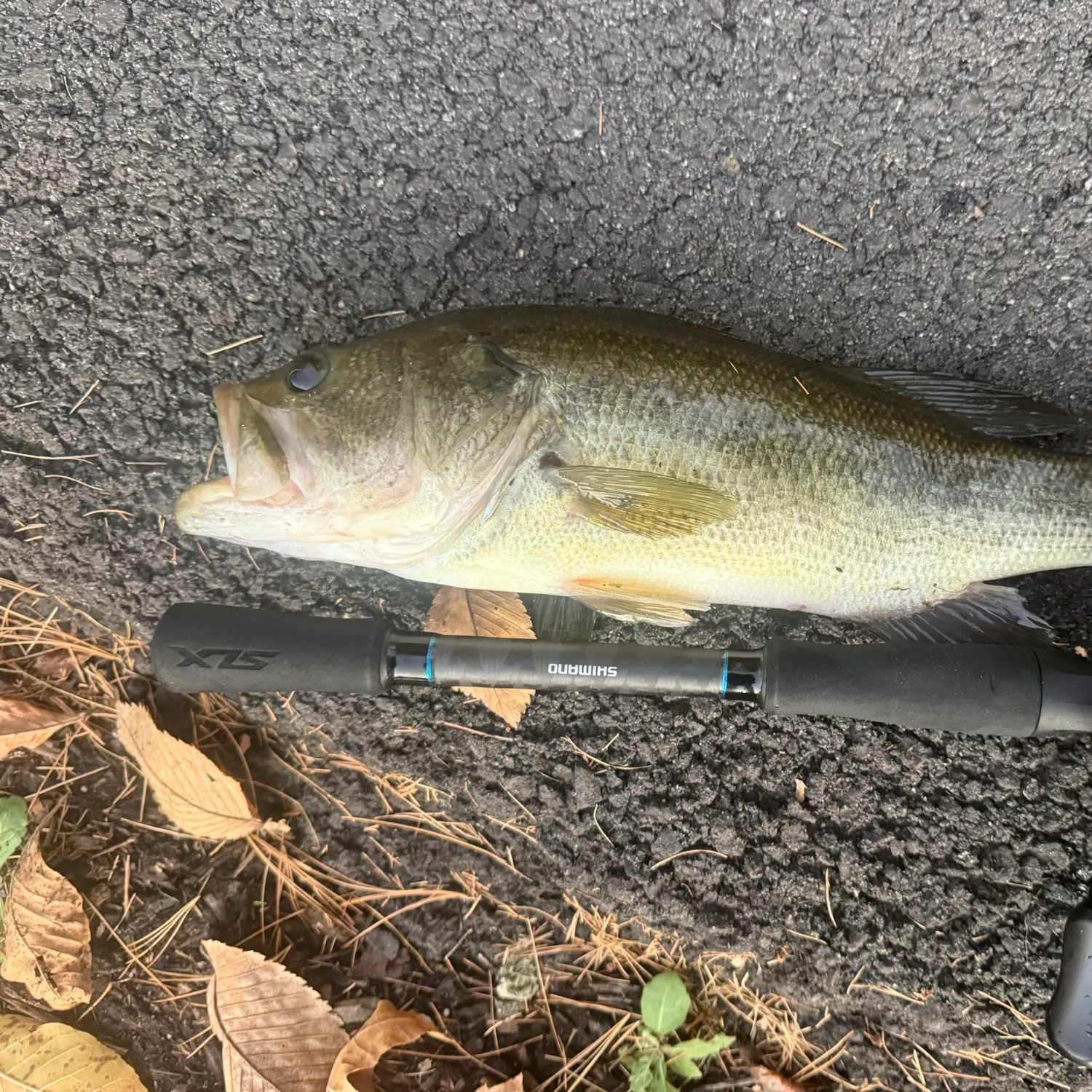 Largemouth bass caught on Fishbrain