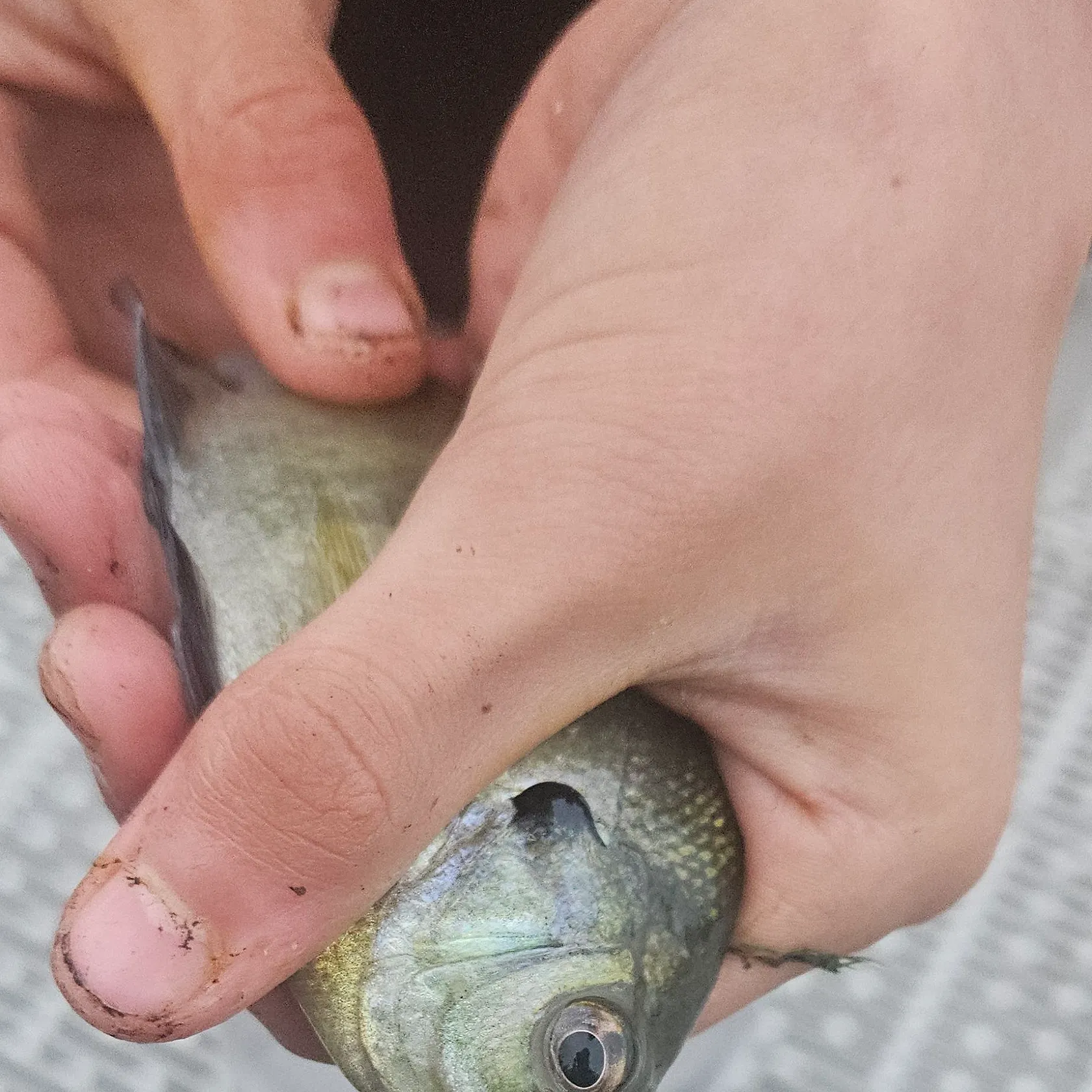 Bluegill caught on Fishbrain