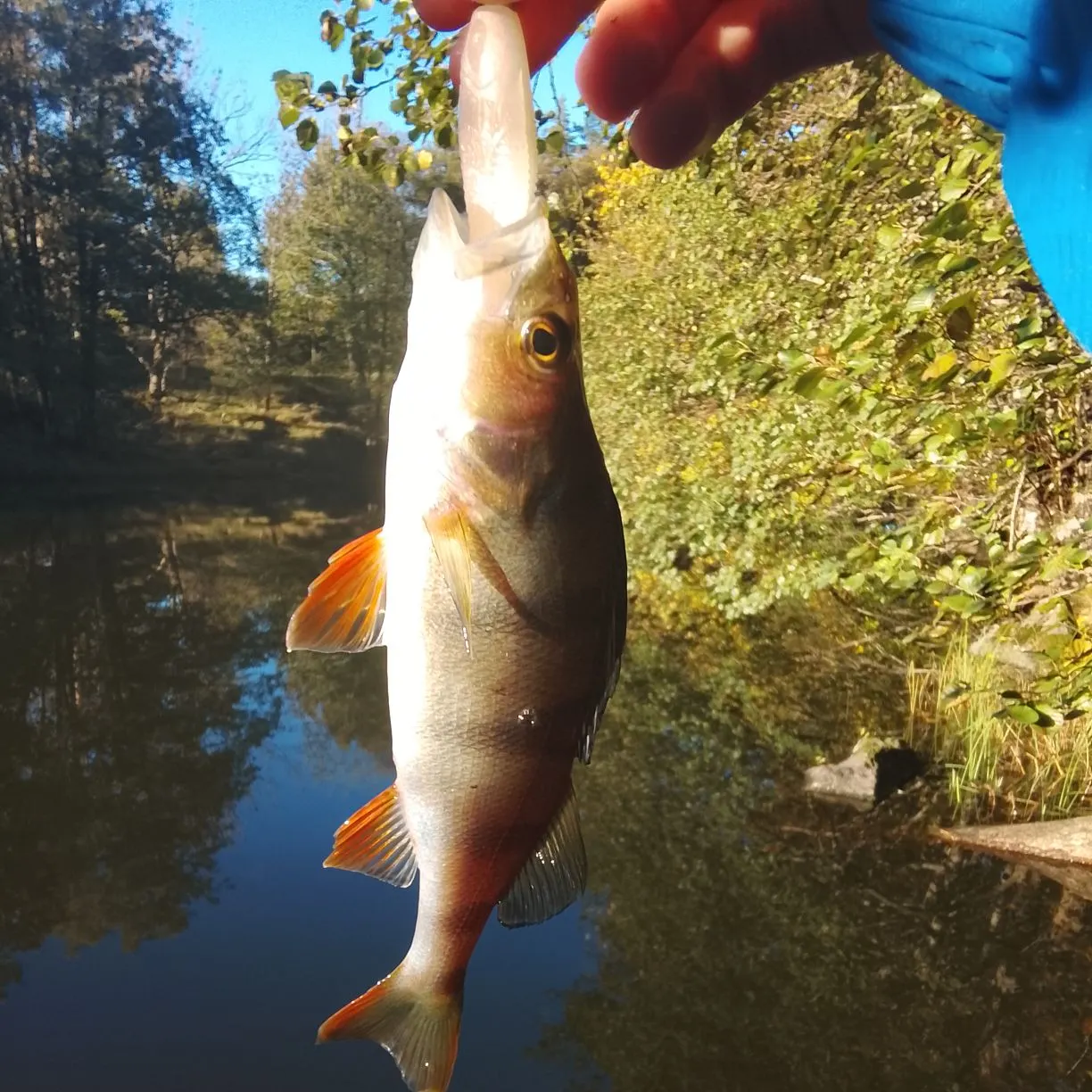 European perch caught on Fishbrain