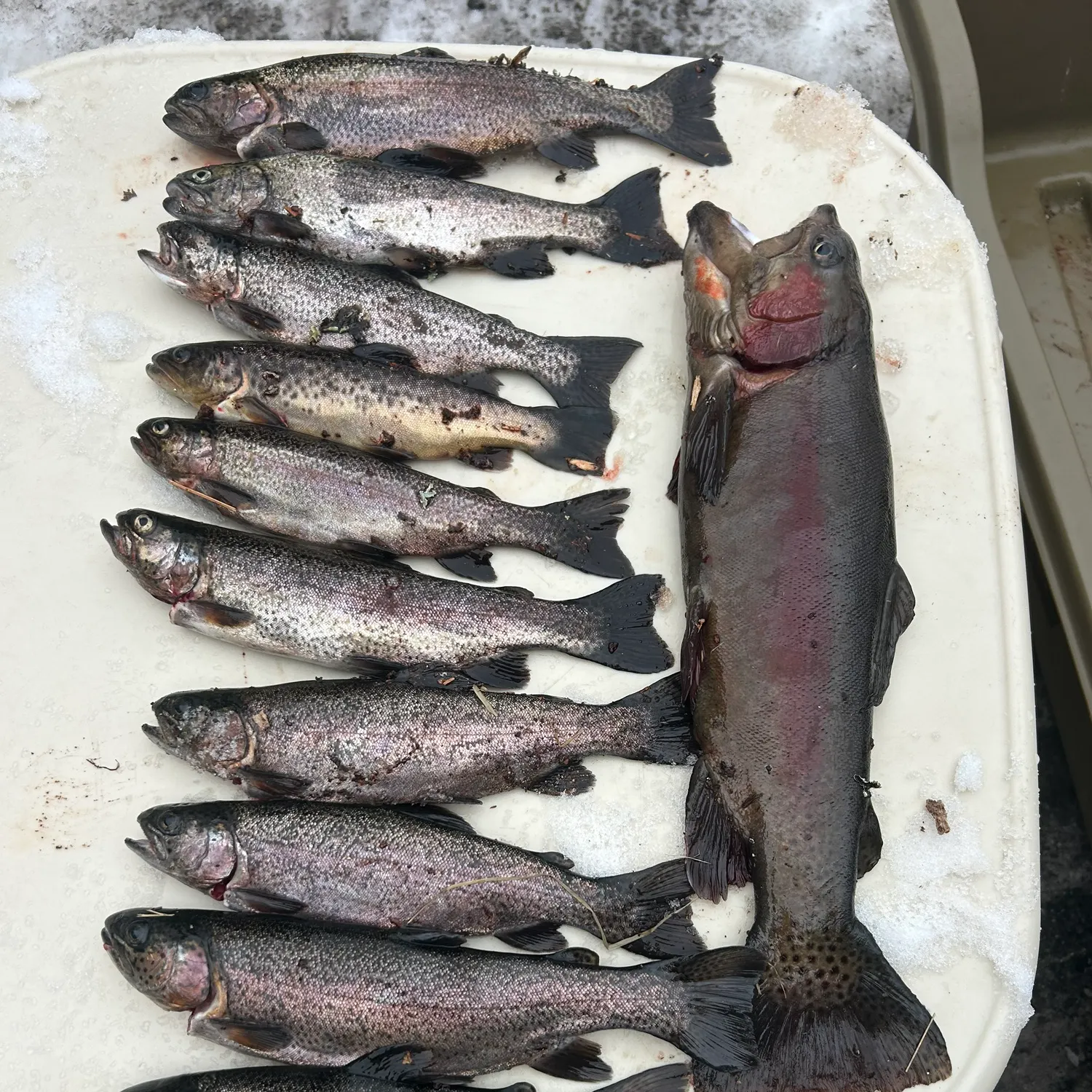 recently logged catches