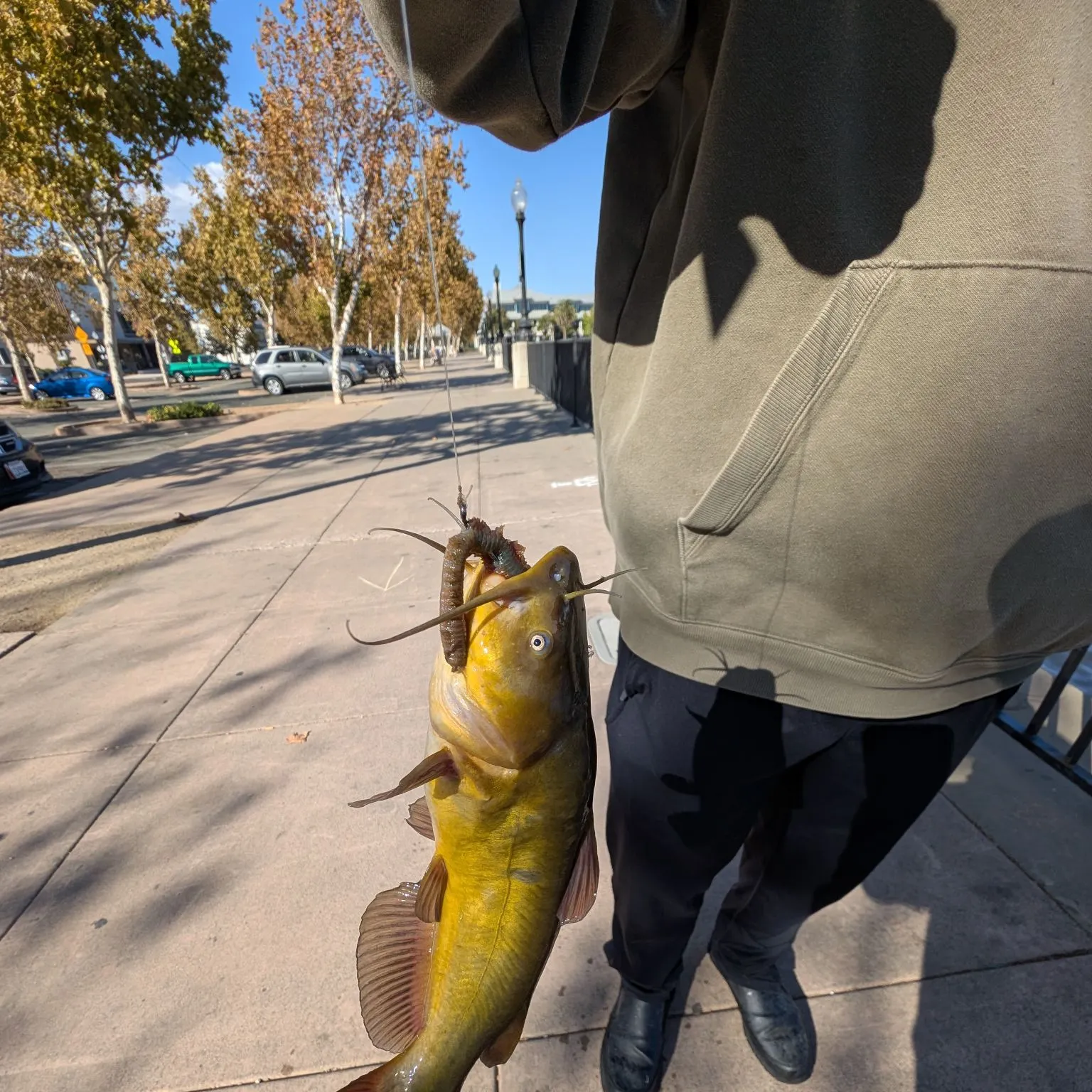 The most recent Yellow bullhead catches on Fishbrain