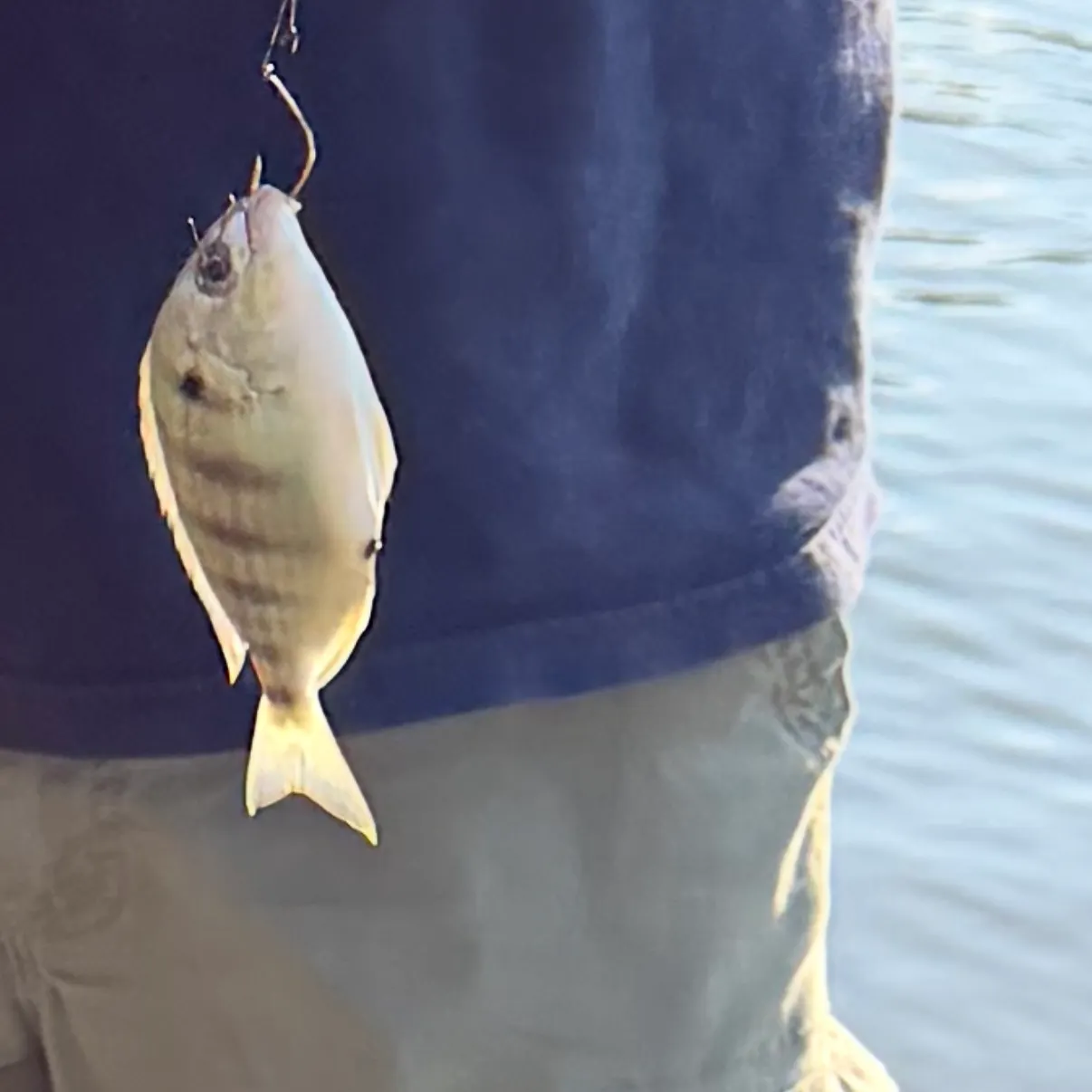 White crappie caught on Fishbrain