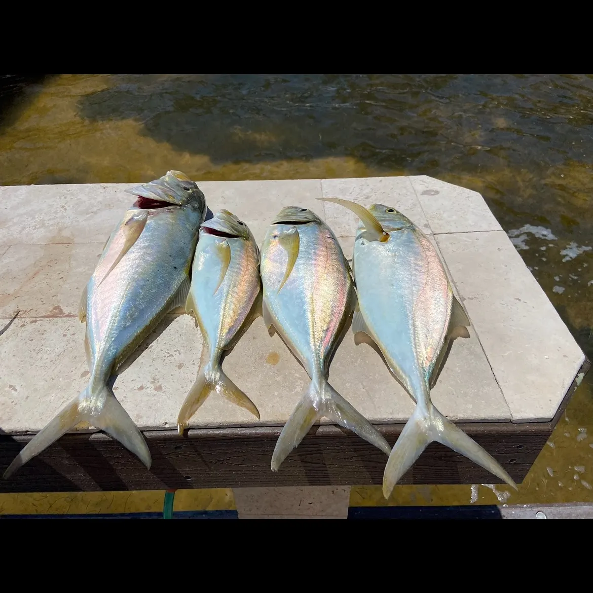 The most recent Blue runner catches on Fishbrain