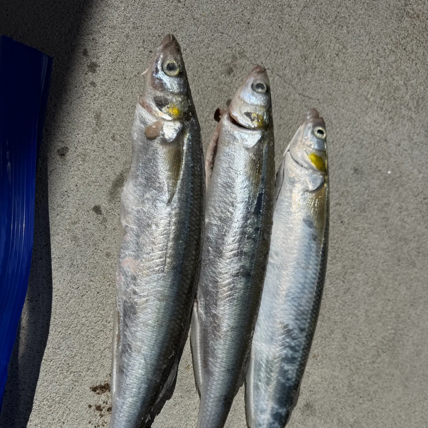Pacific chub mackerel caught on Fishbrain