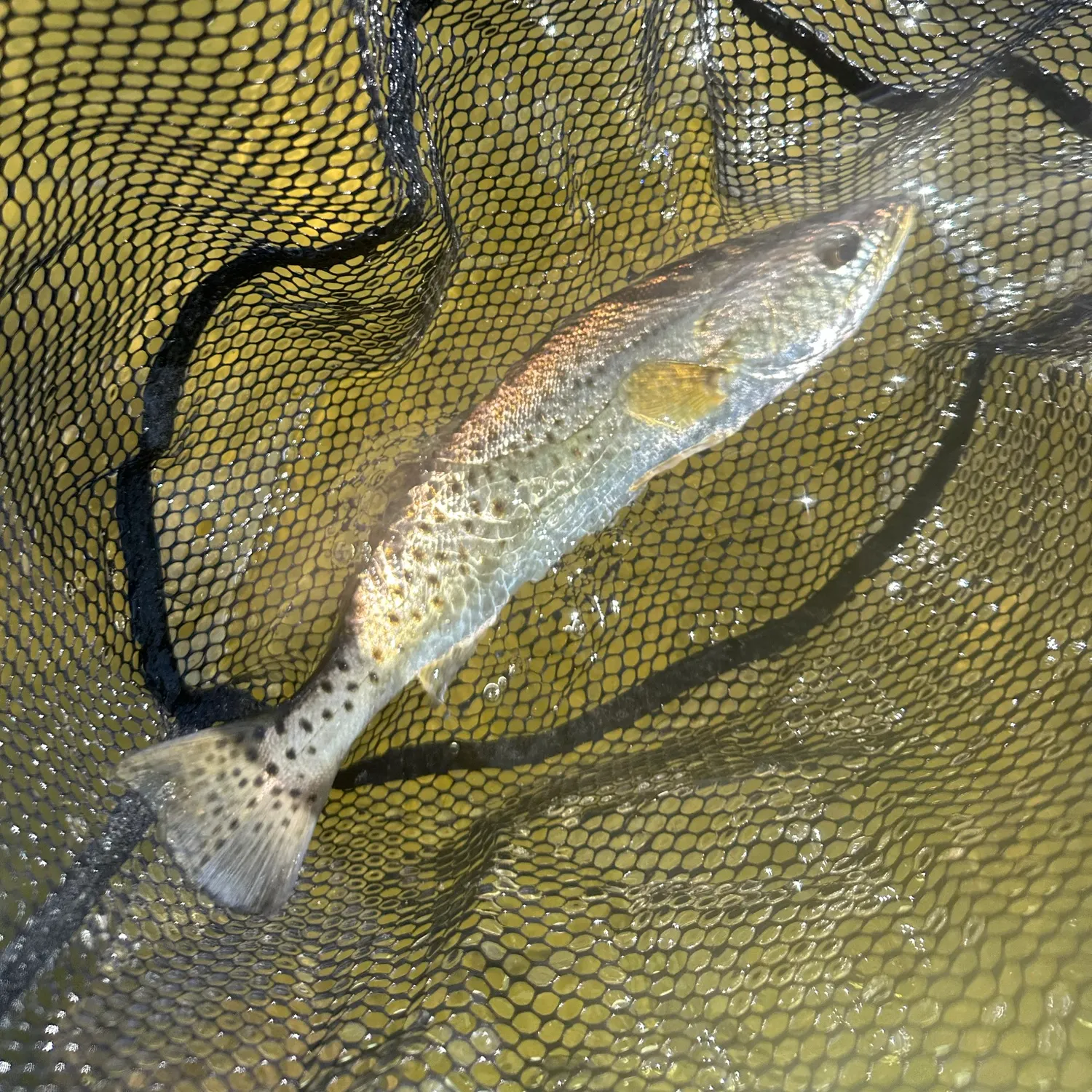 Spotted seatrout caught on Fishbrain