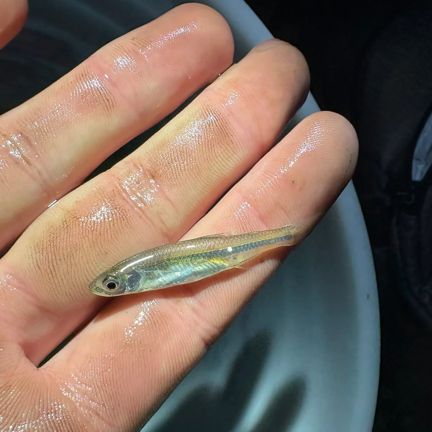 Emerald shiner caught on Fishbrain