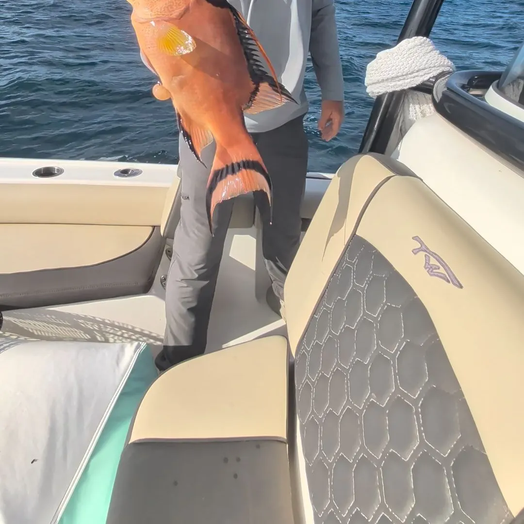 The most recent Hogfish catches on Fishbrain