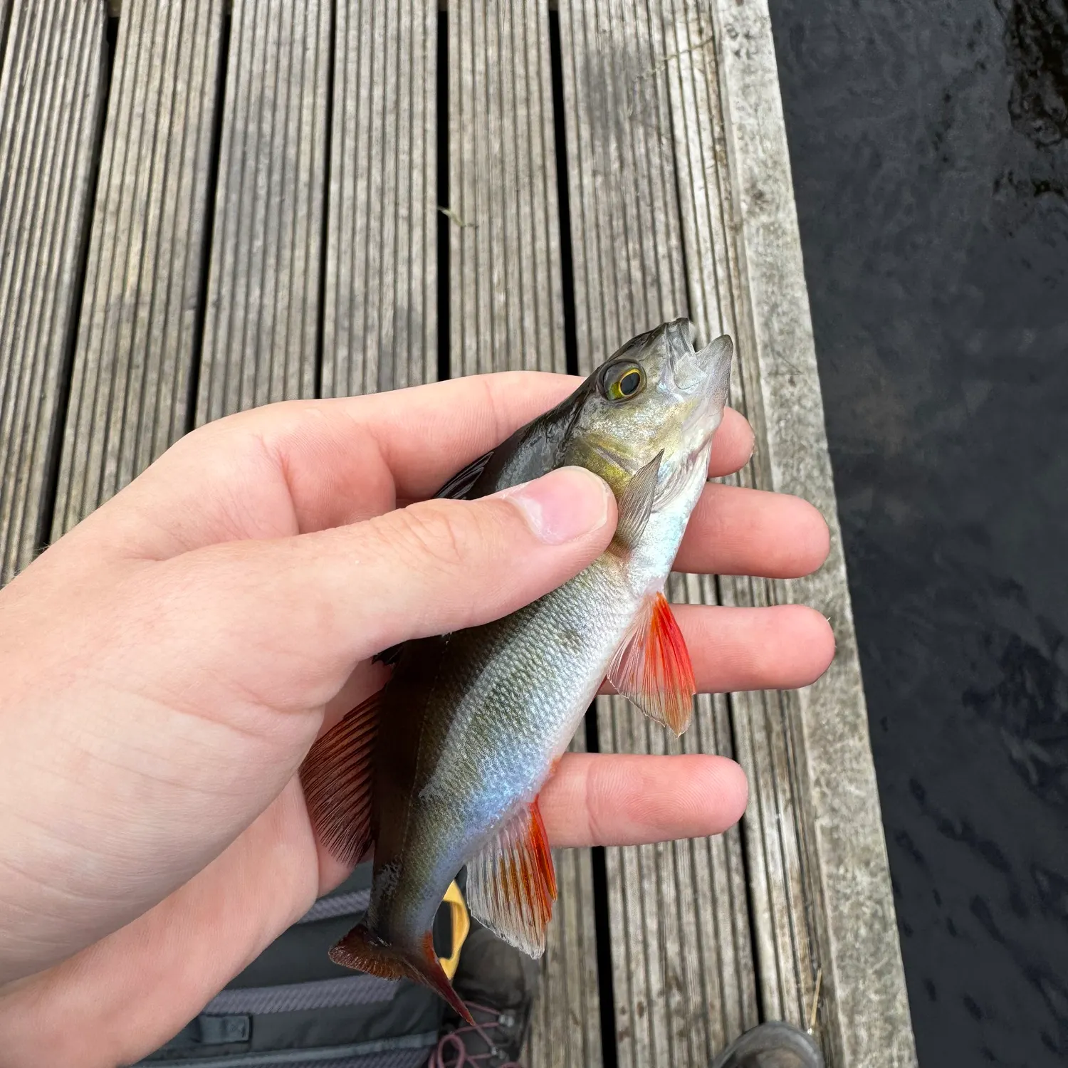 European perch caught on Fishbrain