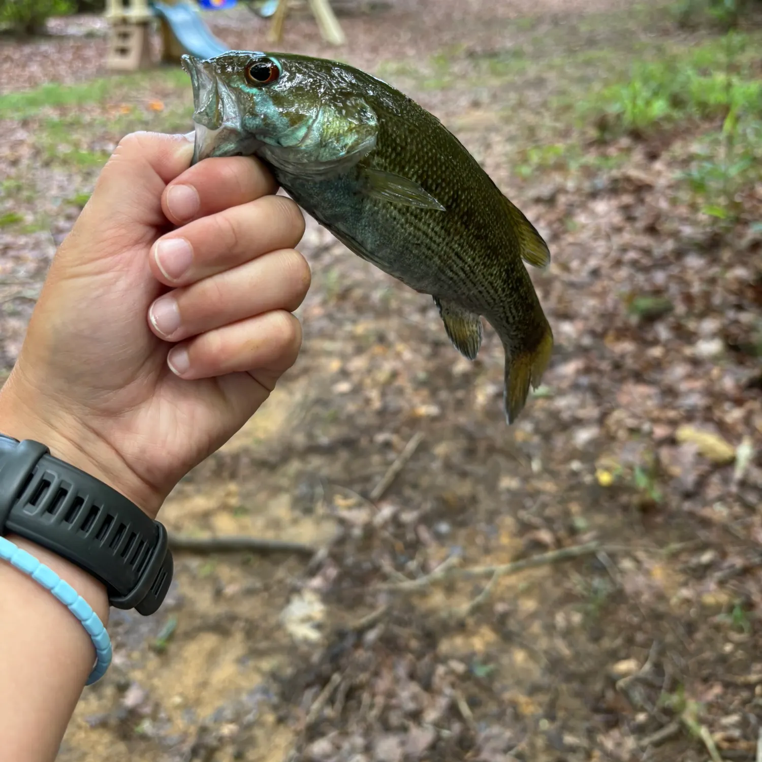 The most recent Alabama bass catches on Fishbrain