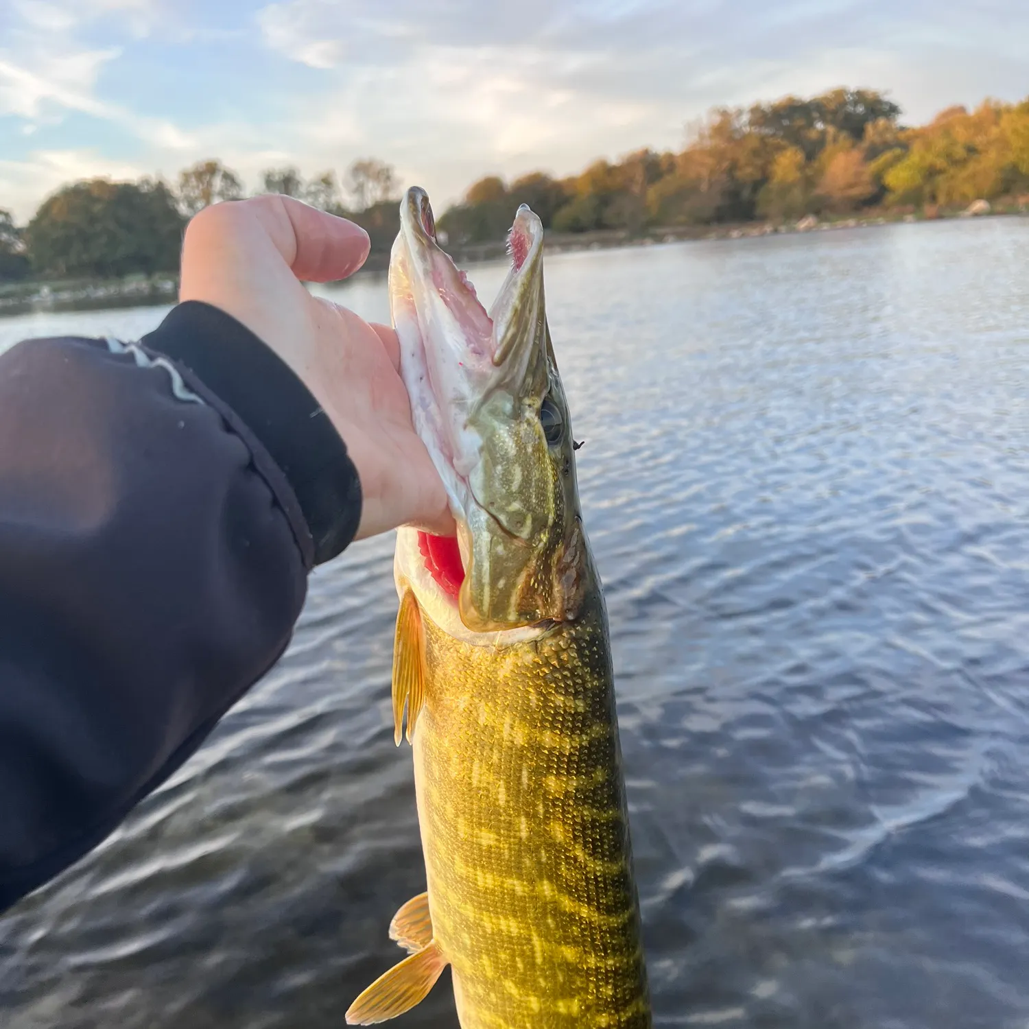 The most recent Northern pike catches on Fishbrain